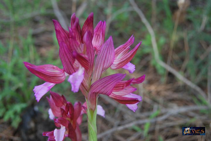 orchis  papilionacea.JPG